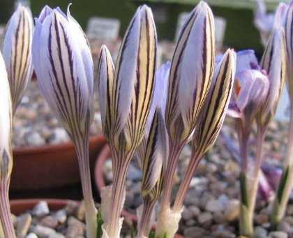Crocus reticulatus 1161/20